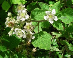 Rubus painteri
