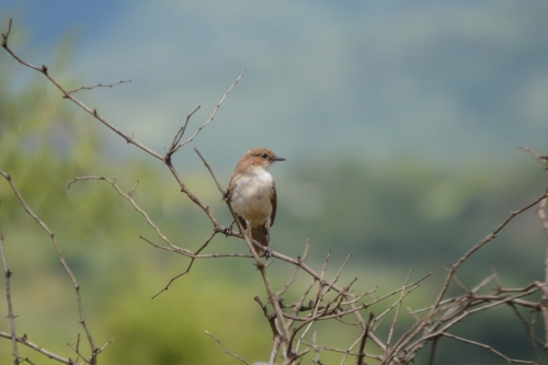 Bradornis mariquensis