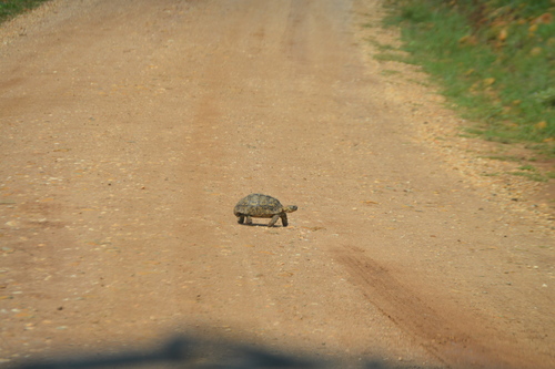 Stigmochelys pardalis