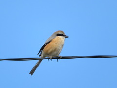 Lanius bucephalus