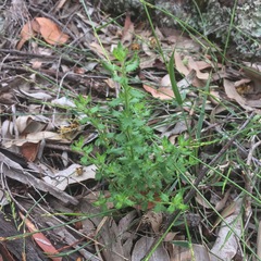 Gonocarpus elatus
