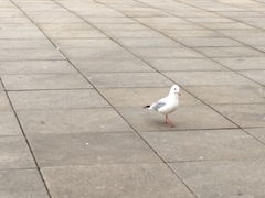 Chroicocephalus ridibundus