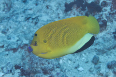 Apolemichthys trimaculatus