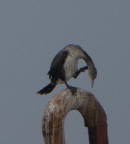 iNaturalist: (c) bornfeta, some rights reserved (CC BY-NC) iNaturalist image