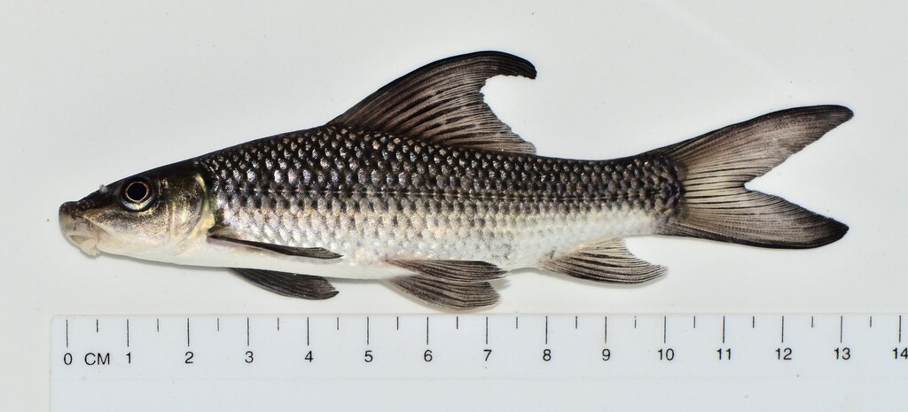 Upper Zambezi labeo (Labeo lunatus) — Cyprinidae