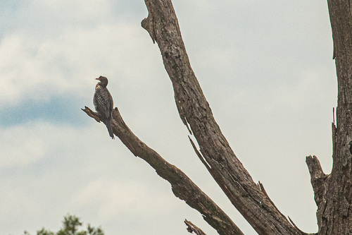 iNaturalist: (c) Bart Wursten, some rights reserved (CC BY-NC), uploaded by Bart Wursten iNaturalist image