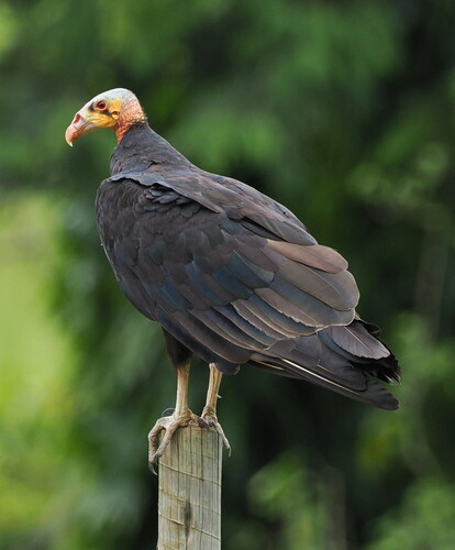 Lesser Yellow-headed Vulture (Cathartes burrovianus), photo 9
