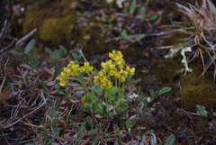 Draba pauciflora