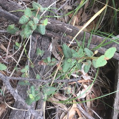 Correa reflexa reflexa