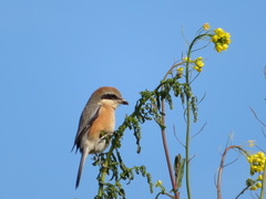 Lanius bucephalus