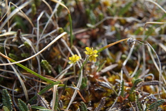 Draba pauciflora