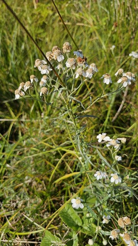 Sneezewort (Achillea ptarmica)