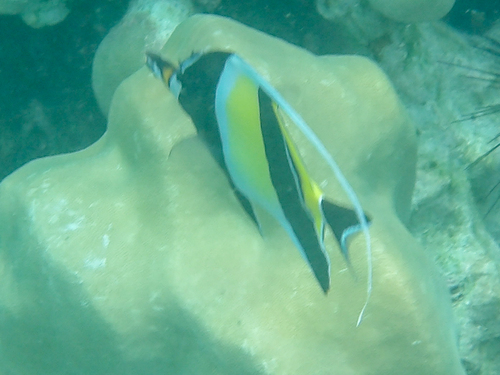 Moorish Idol (Zanclus cornutus)