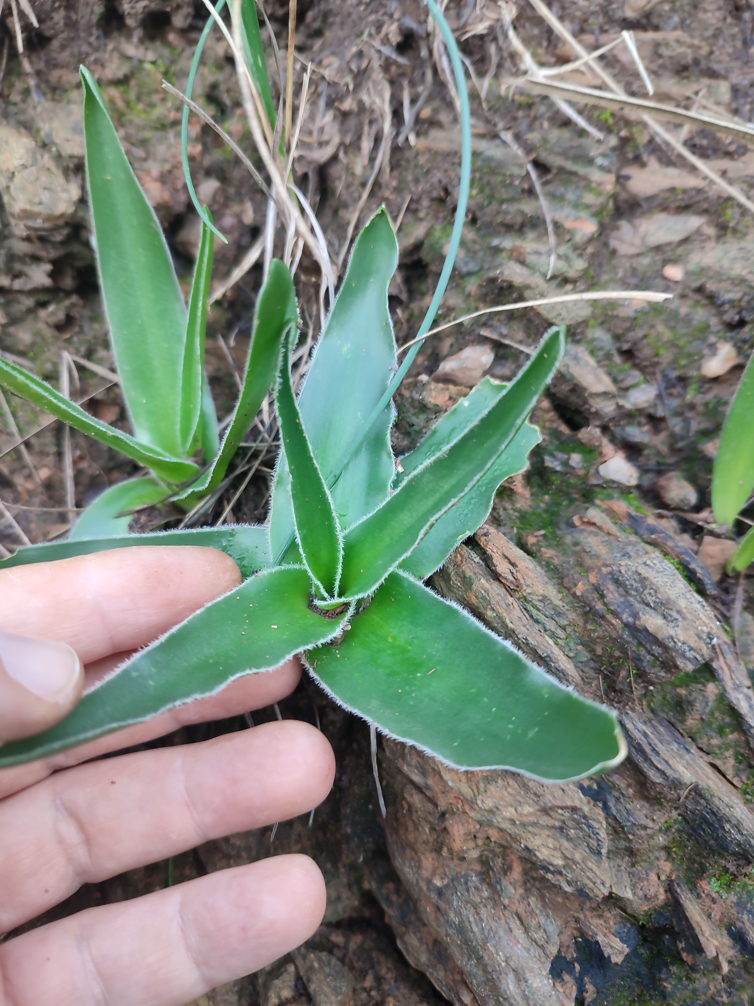 Portuguese squill