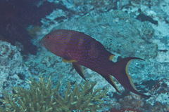 Variola louti