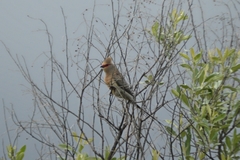 Urocolius indicus transvaalensis