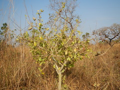 Gardenia ternifolia