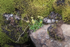 Draba pauciflora