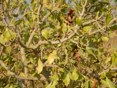Gardenia ternifolia