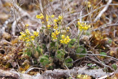 Draba pauciflora