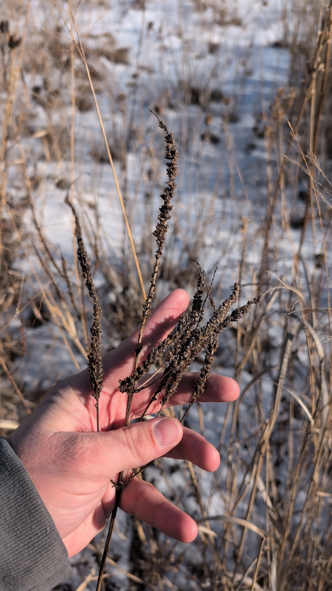 Rozrazilovec Adoration — foto