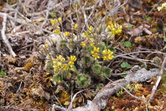 Draba pauciflora