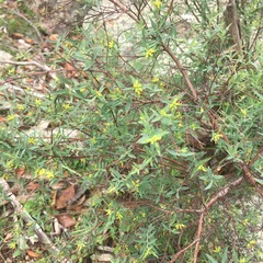 Pimelea neoanglica
