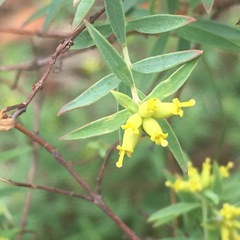 Pimelea neoanglica