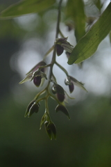 Dendrobium porphyrochilum