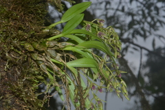 Dendrobium porphyrochilum