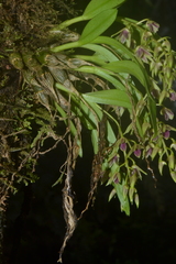 Dendrobium porphyrochilum