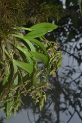 Dendrobium porphyrochilum