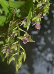 Dendrobium porphyrochilum