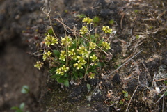 Draba pauciflora