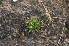Draba pauciflora