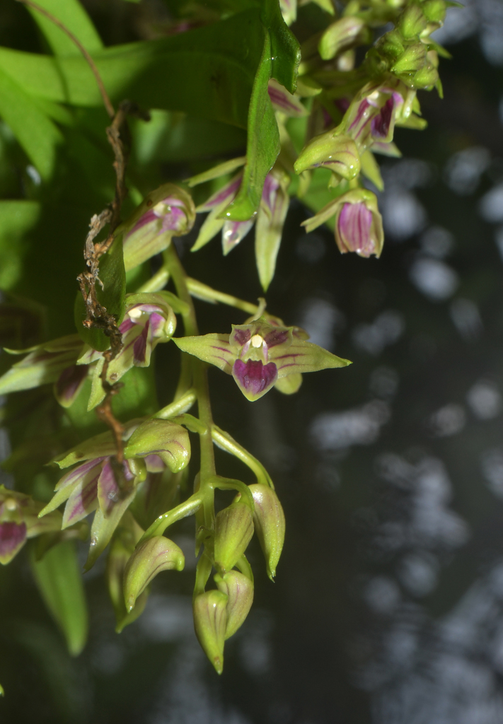 Dendrobium porphyrochilum