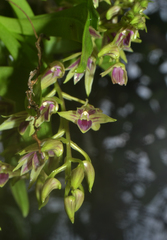 Dendrobium porphyrochilum