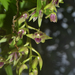Dendrobium porphyrochilum - Photo (c) Siddarth Machado,  זכויות יוצרים חלקיות (CC BY), הועלה על ידי Siddarth Machado