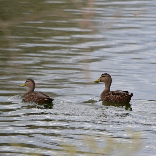 Mexican Duck (Anas diazi), photo 7