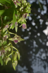 Dendrobium porphyrochilum