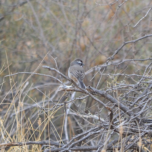 Black-throated Sparrow (Amphispiza bilineata), photo 1
