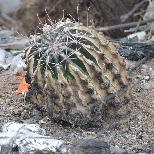 Bisnaga hamatacantha