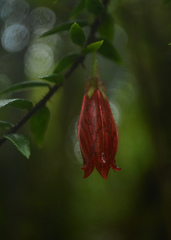 Agapetes serpens