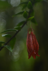 Agapetes serpens
