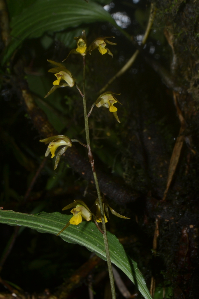 Tainia minor