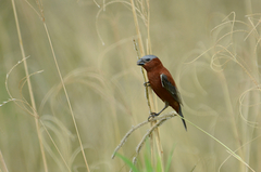 Sporophila cinnamomea