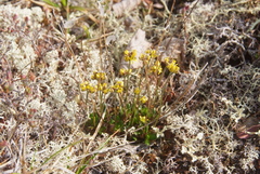 Draba pauciflora