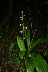 Calanthe brevicornu