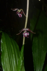 Calanthe brevicornu