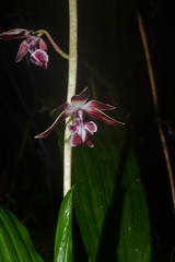 Calanthe brevicornu